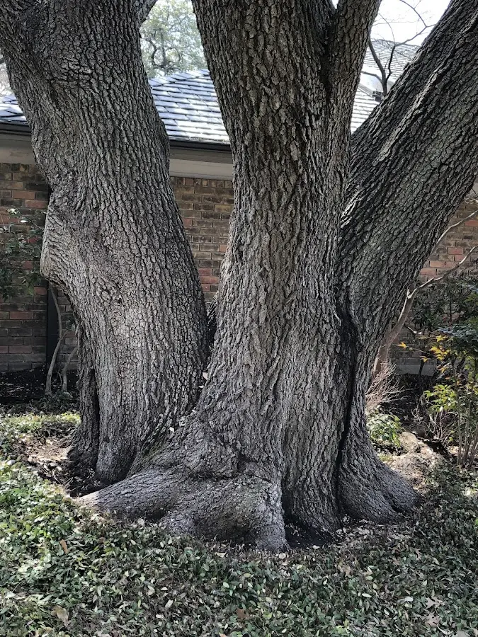 Mature heritage tree close to a Butler property cared for by certified arborists